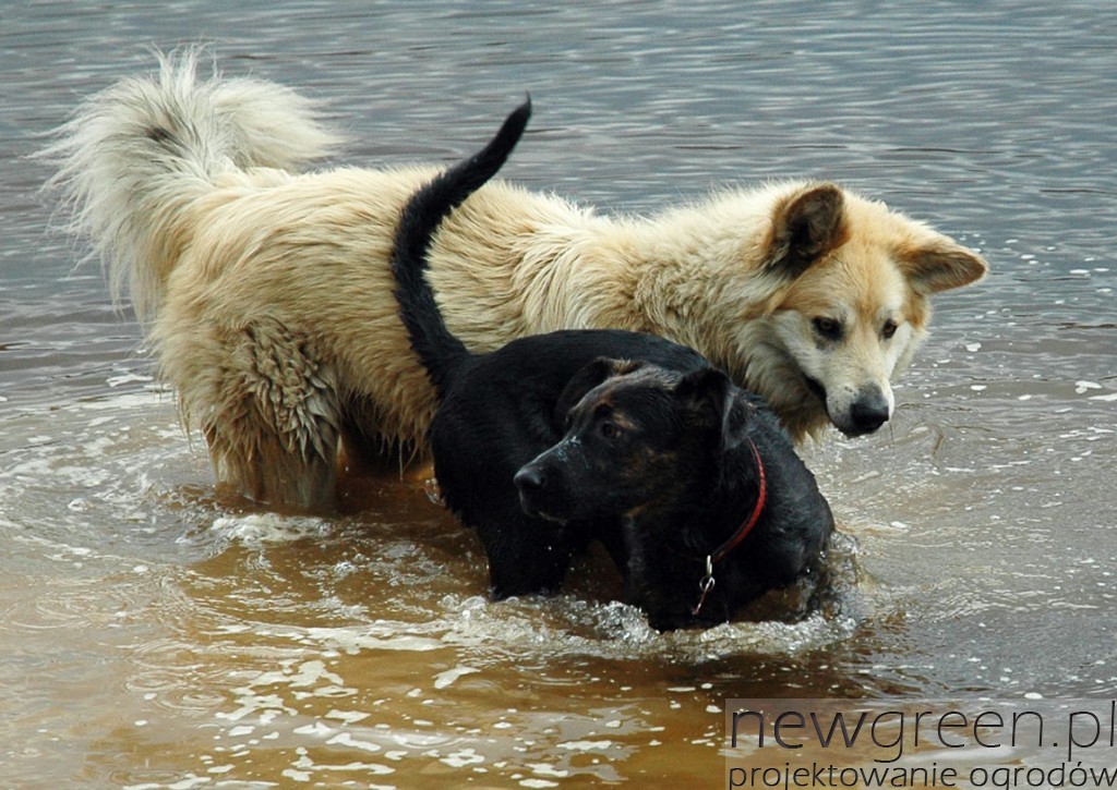 Wiele psów nie oprze się pokusie kąpieli w ogrodowym oczku wodnym. Fot. Agata Zambrzycka