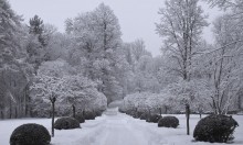 Zima w ogrodzie, newgreen.pl
