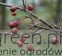 Jabłoń jagodowa (Malus baccata), newgreen.pl