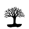 styl miotlasty bonsai - hokidachi