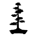Forma bonsai wzniesiona nieregularna, jap. chakkan