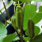Kokornak wielkolistny (Aristolochia macrophylla) - owoce, newgreen.pl