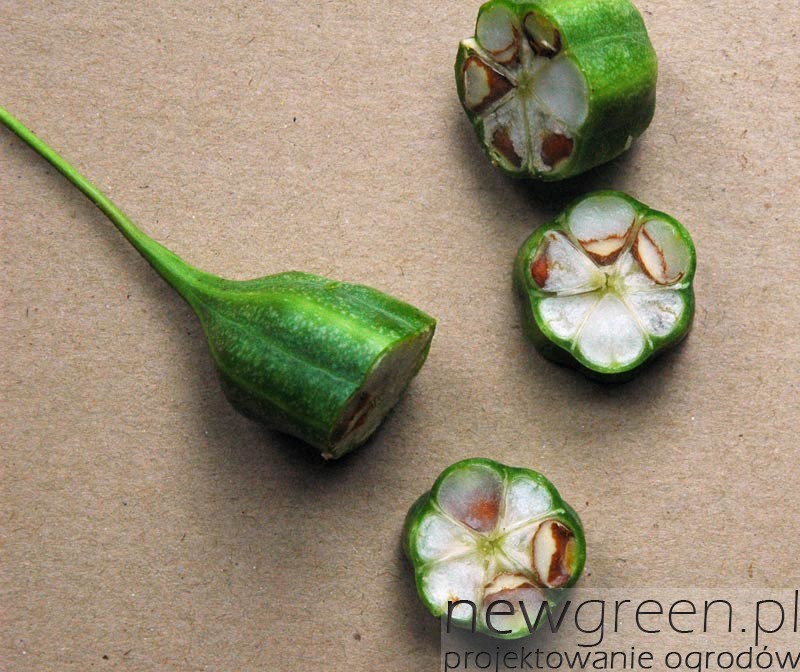 Kokornak wielkolistny (Aristolochia macrophylla) - owoce, newgreen.pl