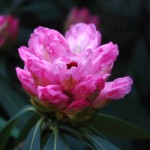 Rhododendron-calophytum, newgreen.pl